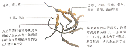 小寒節氣吃冬蟲夏草能有效抗癌