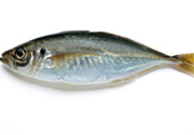 巴浪魚(yú)、沙丁魚(yú)怎么挑選新鮮的