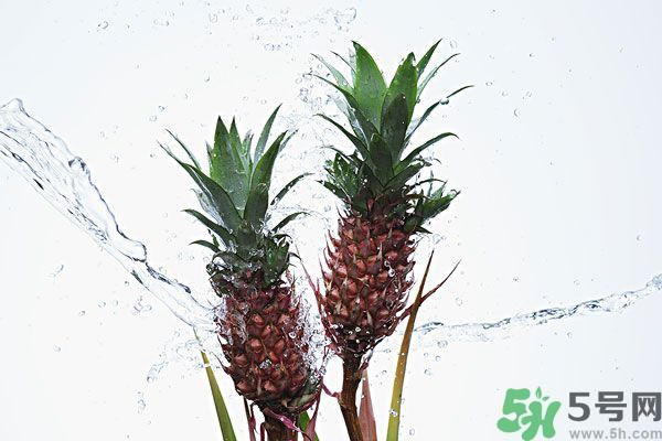菠蘿和螃蟹能一起吃嗎？菠蘿能與螃蟹同吃嗎？