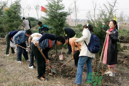 植樹節是幾月幾日？植樹節可以做些什么活動？