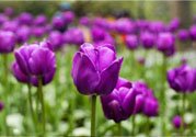 懷孕了能養(yǎng)花嗎？養(yǎng)什么花對胎兒好？