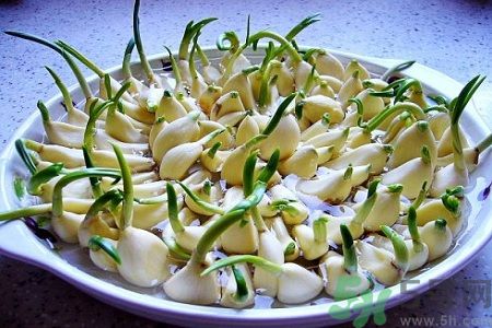 吃大蒜能降血壓嗎？大蒜發芽了還能吃嗎？