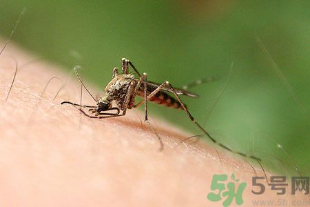 黃熱病可以吃水果嗎？怎么預防黃熱病癥狀？