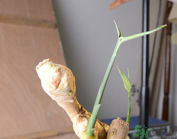 生姜發芽了能吃嗎？生姜發綠了能吃嗎？