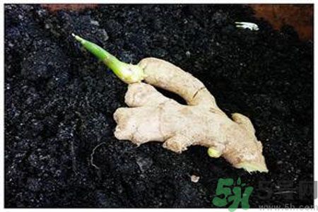 生姜發芽了能吃嗎？生姜發綠了能吃嗎？
