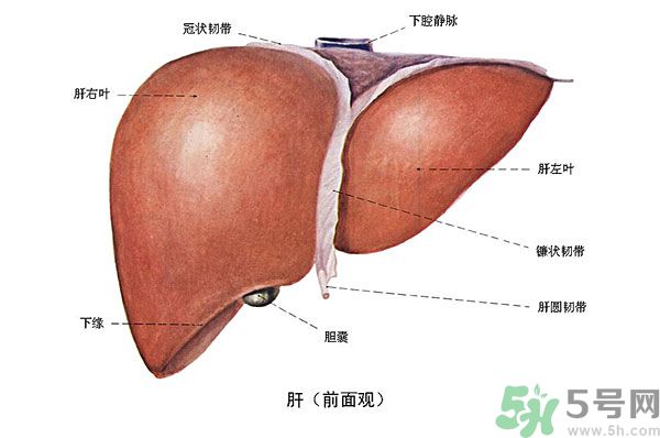得了脂肪肝該怎么治？脂肪肝對人體危害有多大？