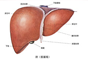 得了脂肪肝該怎么治？脂肪肝對人體危害有多大？