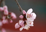 春分時養(yǎng)生要注意什么？春分要預(yù)防哪些疾病？