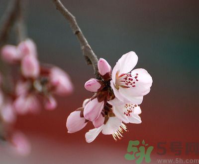 春分時養生要注意什么？春分要預防哪些疾病？