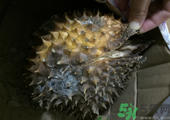 榴蓮殼發霉了還能吃嗎?榴蓮殼發霉了里面的肉還能吃嗎?.png 榴蓮殼發霉了還能吃嗎?榴蓮殼發霉了里面的肉還能吃嗎?.png