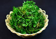 薺菜根能吃嗎？薺菜要去根吃嗎？