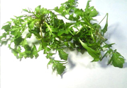 薺菜可以泡水喝嗎？薺菜泡水喝有什么好處？