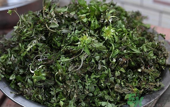 薺菜為什么是苦的？薺菜味道苦嗎？