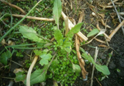 薺菜開(kāi)花了能吃嗎？薺菜花可以吃嗎？