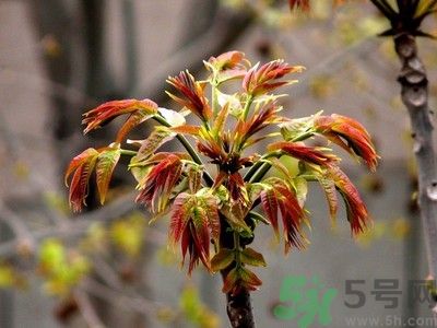 香椿好吃嗎？香椿可以做菜嗎？