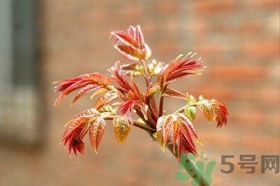 香椿好吃嗎？香椿可以做菜嗎？