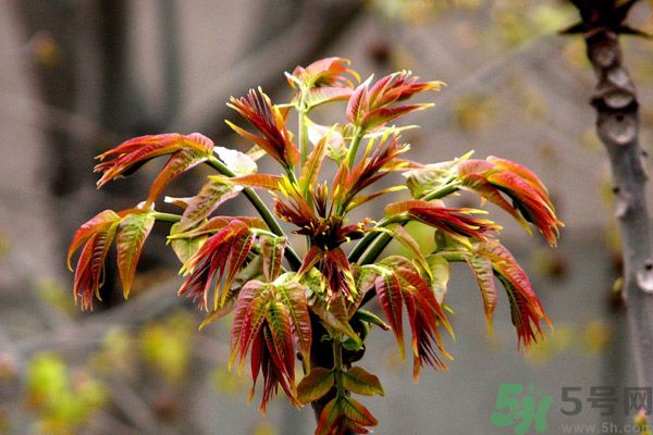 香椿好吃嗎？香椿可以做菜嗎？