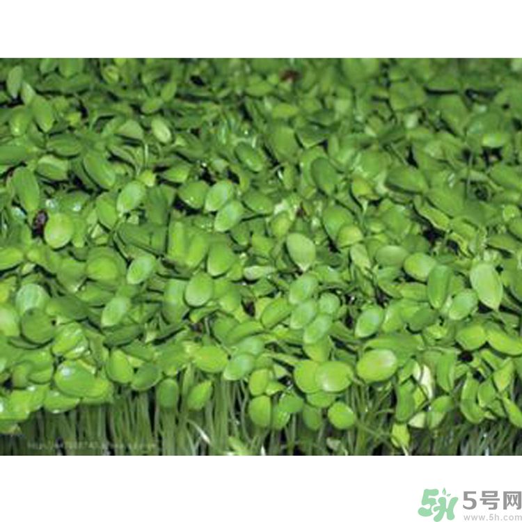 吃香椿要焯水嗎？吃香椿焯水還有營(yíng)養(yǎng)價(jià)值嗎？
