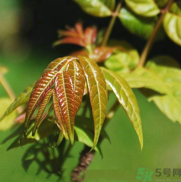 吃香椿要焯水嗎？吃香椿焯水還有營(yíng)養(yǎng)價(jià)值嗎？