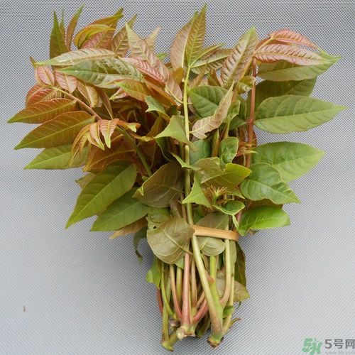 吃香椿要焯水嗎？吃香椿焯水還有營(yíng)養(yǎng)價(jià)值嗎？