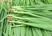 韭菜什么季節吃最好?春天吃韭菜的好處