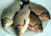 怎么挑選魚？挑魚的技巧有哪些？