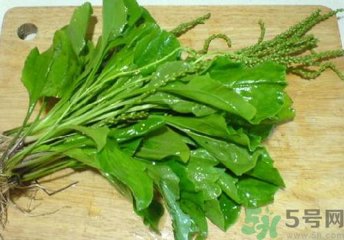 車前草能治痛風(fēng)嗎？車前草對痛風(fēng)的作用