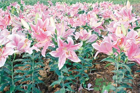 百合花可以吃嗎？百合花吃哪種？