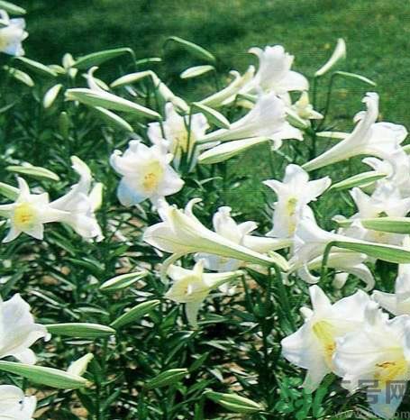 百合花可以吃嗎？百合花吃哪種？