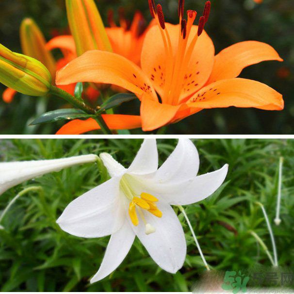 百合花可以吃嗎？百合花吃哪種？