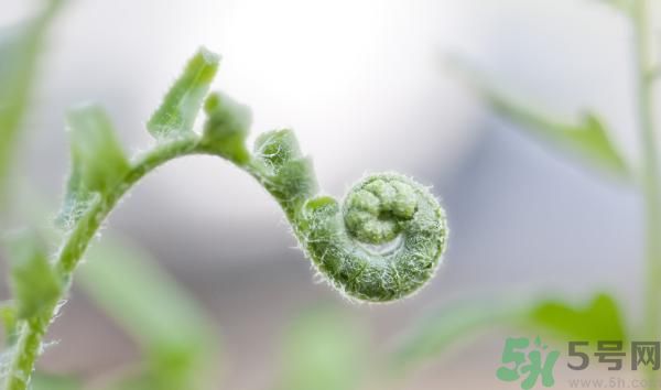 清明節可以吃甘蔗嗎？清明節不能吃哪些食物？