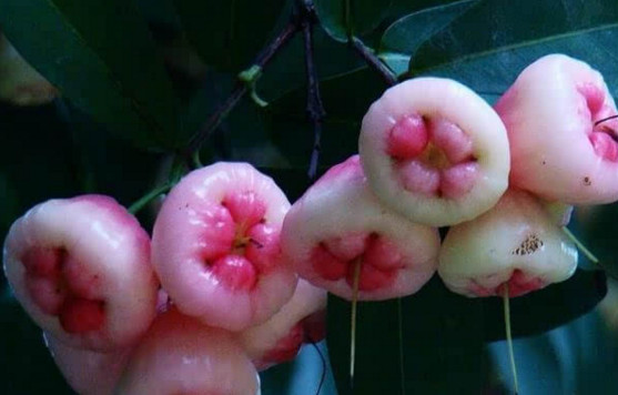 蓮霧皮能吃嗎？蓮霧要不要削皮？