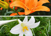 百合花可以吃嗎？百合花吃哪種？