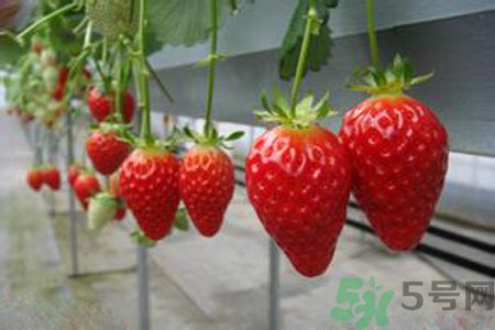 糖尿病可以吃草莓嗎？糖尿病吃草莓好嗎？