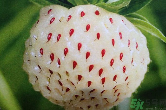 菠蘿莓好吃嗎？菠蘿莓好不好吃？