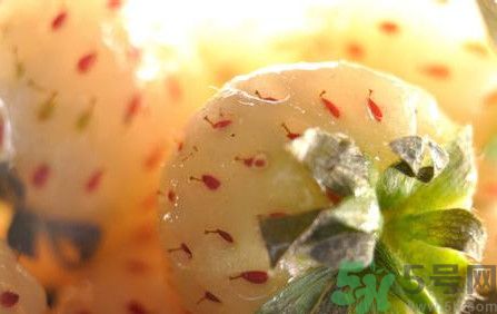 菠蘿莓孕婦能吃嗎？菠蘿莓懷孕可以吃嗎？