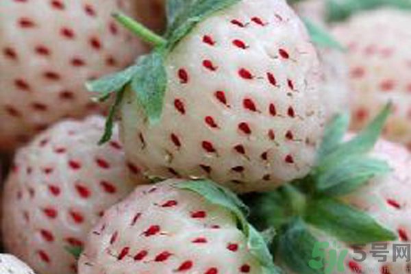 菠蘿莓孕婦能吃嗎？菠蘿莓懷孕可以吃嗎？