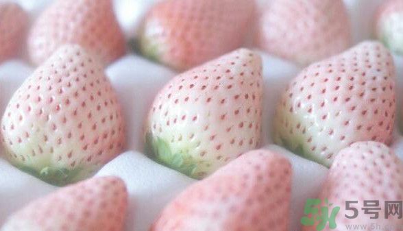 寶寶能吃菠蘿莓嗎？嬰幼兒能吃菠蘿莓嗎？