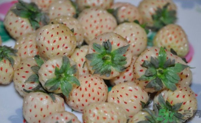 寶寶能吃菠蘿莓嗎？嬰幼兒能吃菠蘿莓嗎？