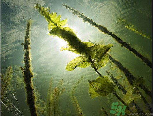 海帶用冷水泡還是熱水泡發(fā)？海帶怎么泡才不會發(fā)硬？