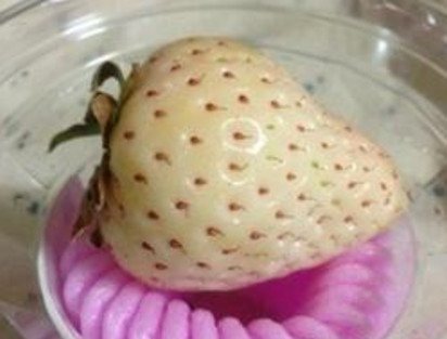 懷孕初期能吃菠蘿莓嗎？懷孕5個月可以吃菠蘿莓嗎？
