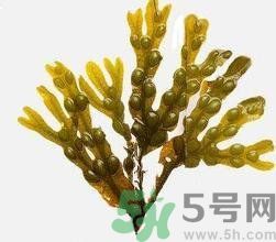哪種海帶吃起來比較好？海帶有什么類別？
