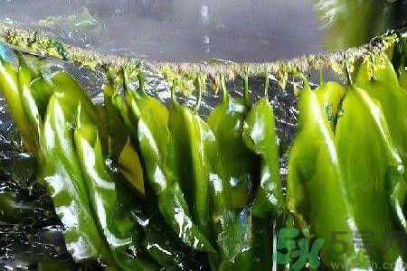 哪種海帶吃起來比較好？海帶有什么類別？