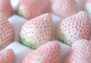 寶寶能吃菠蘿莓嗎？嬰幼兒能吃菠蘿莓嗎？