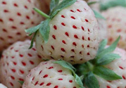 菠蘿莓怎么洗才干凈？菠蘿莓怎么清洗？