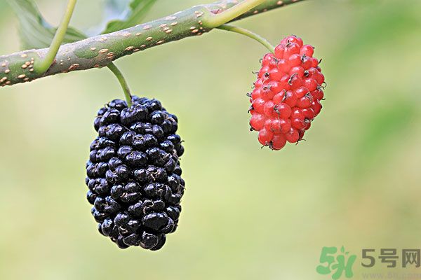 哺乳期能不能吃桑葚？桑葚產婦能吃嗎？