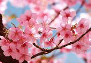 桃花可以和菊花一起喝嗎?桃花能和菊花一起泡水喝嗎?
