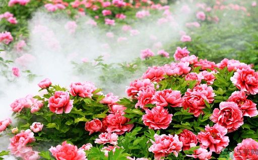 牡丹的花語是什么？牡丹的寓意是什么？