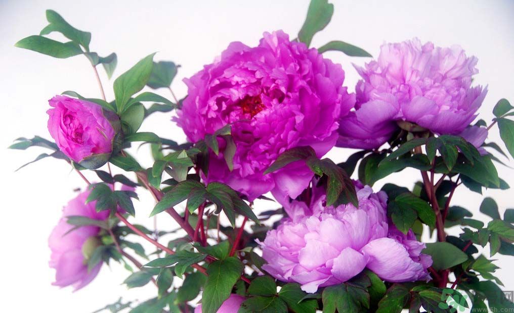牡丹的花語是什么？牡丹的寓意是什么？