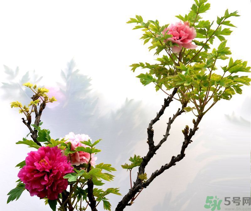 牡丹的花語是什么？牡丹的寓意是什么？